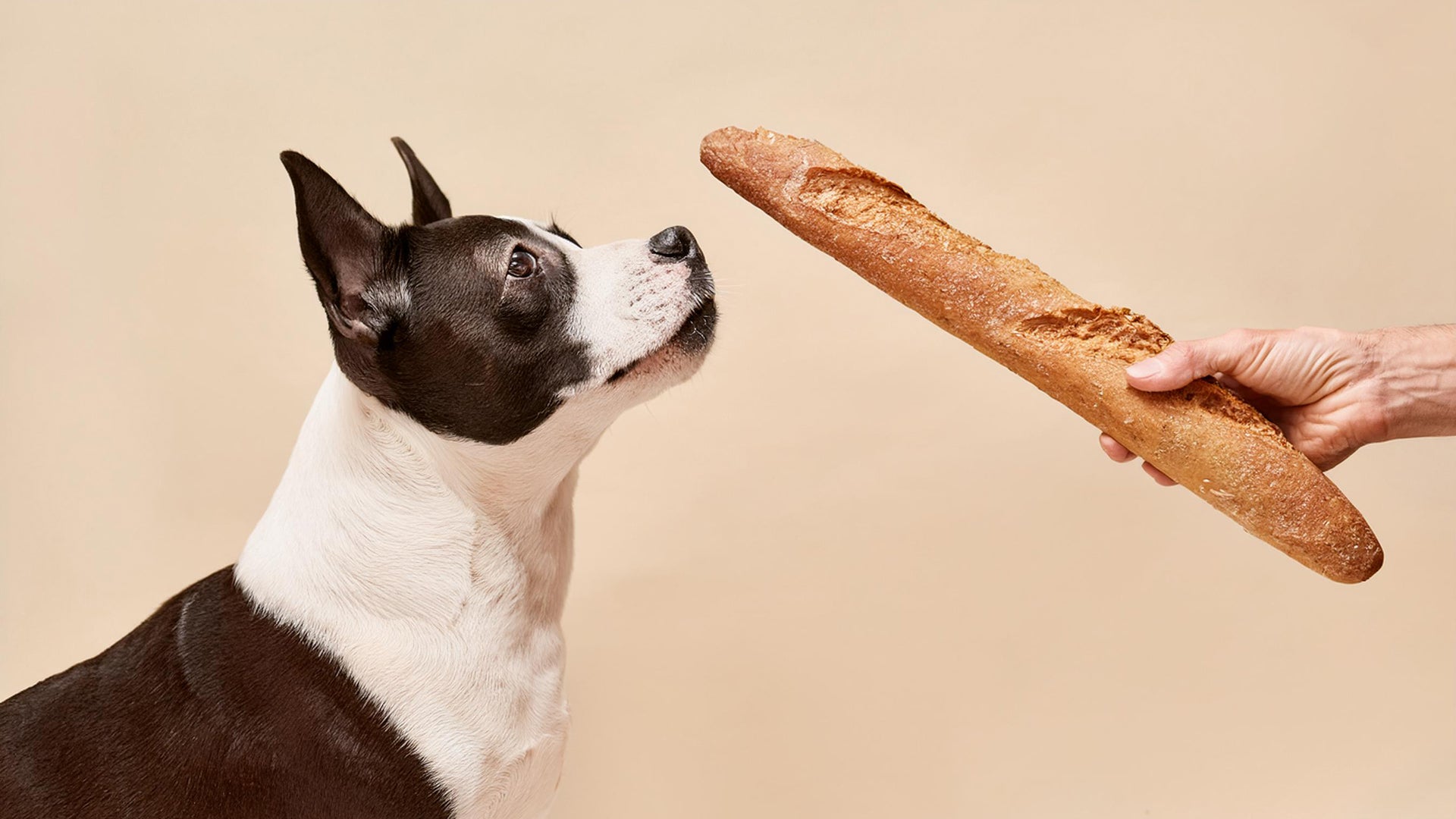 Should dogs eat bread hotsell