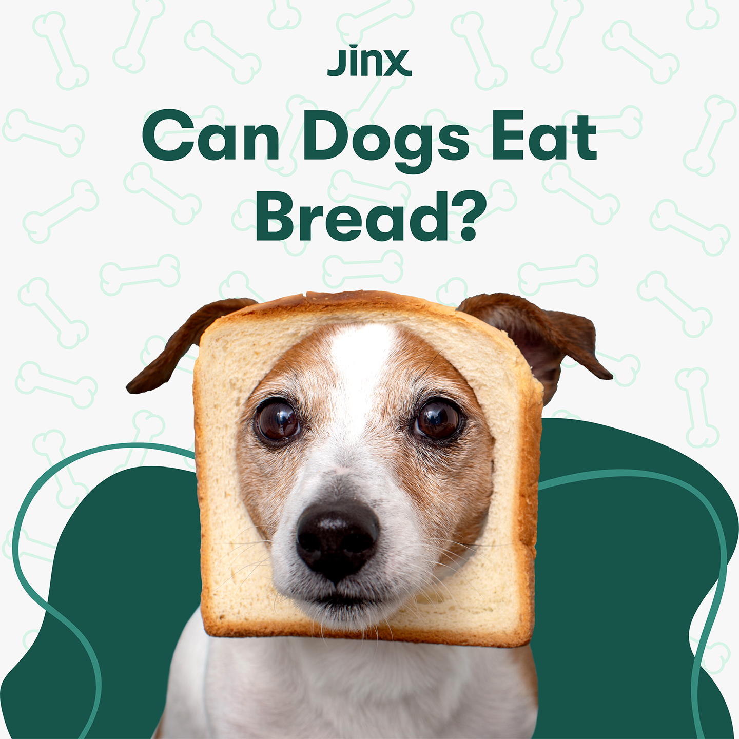 Can Dogs Eat Bread?
