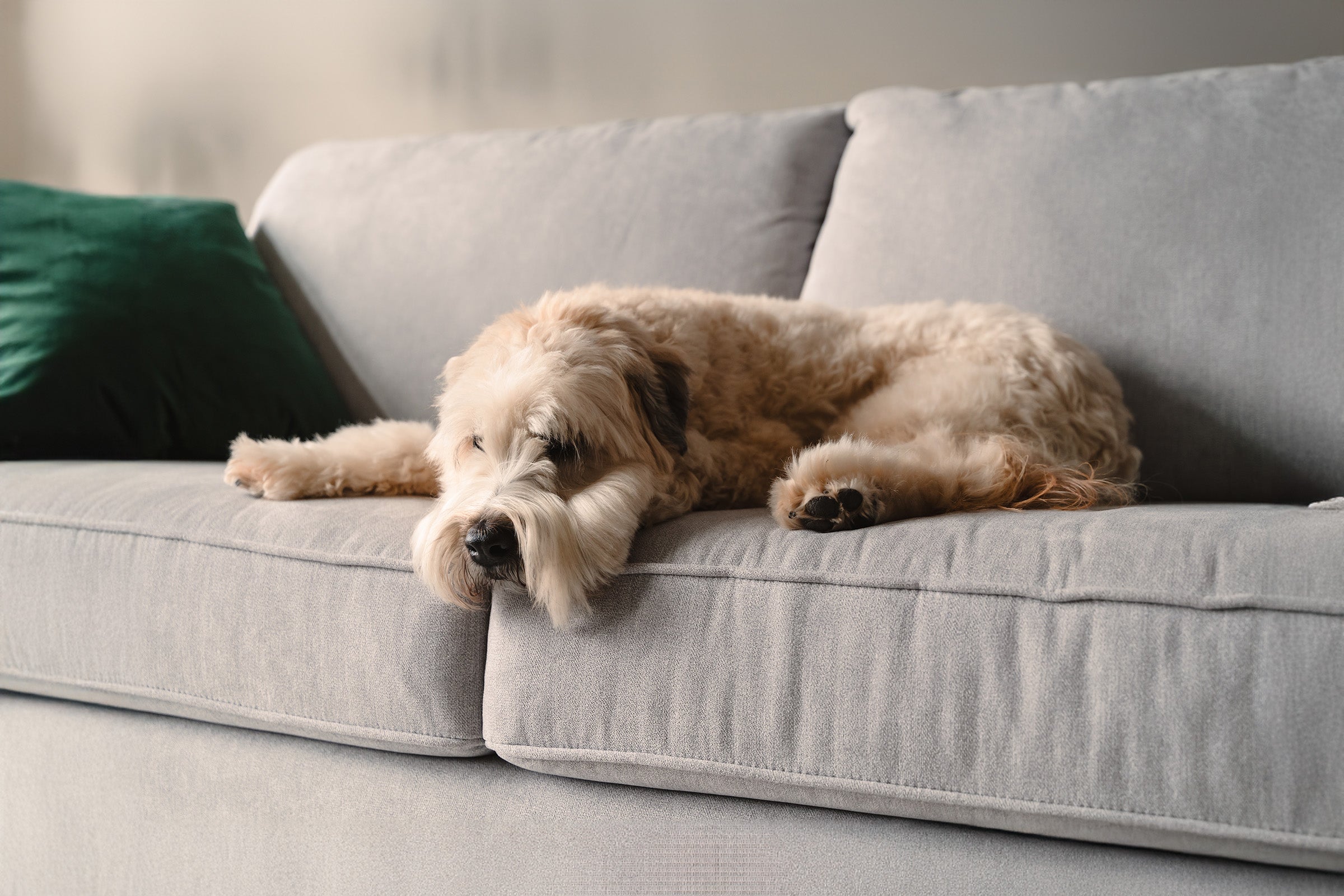 Dog Separation Anxiety Training; Here's Everything You Need to Know