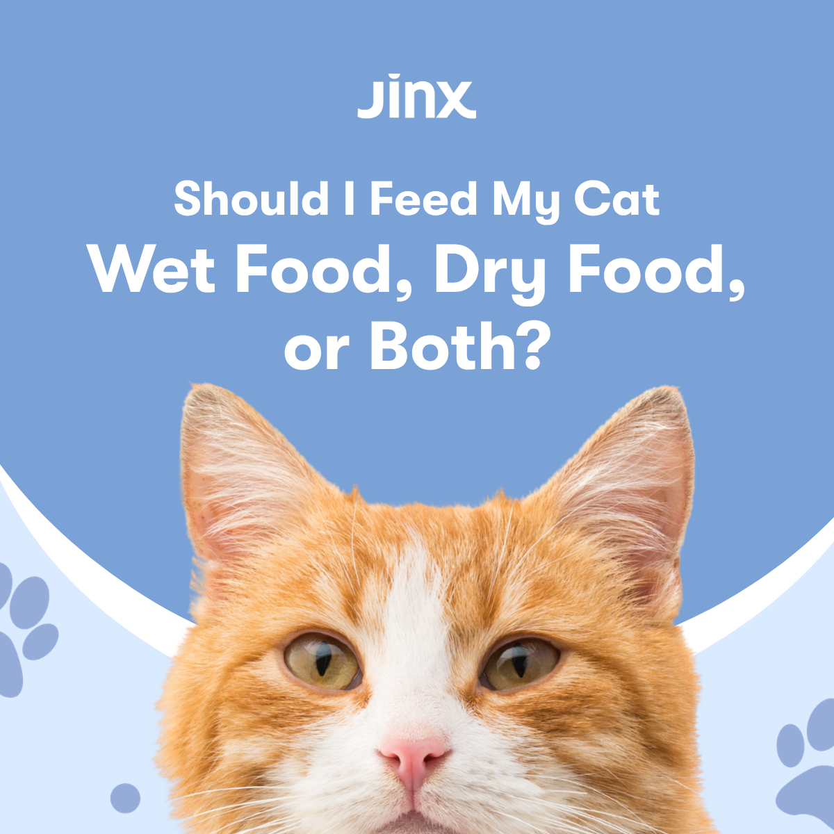 Should I Feed My Cat Wet, Dry, or Both? | Jinx
