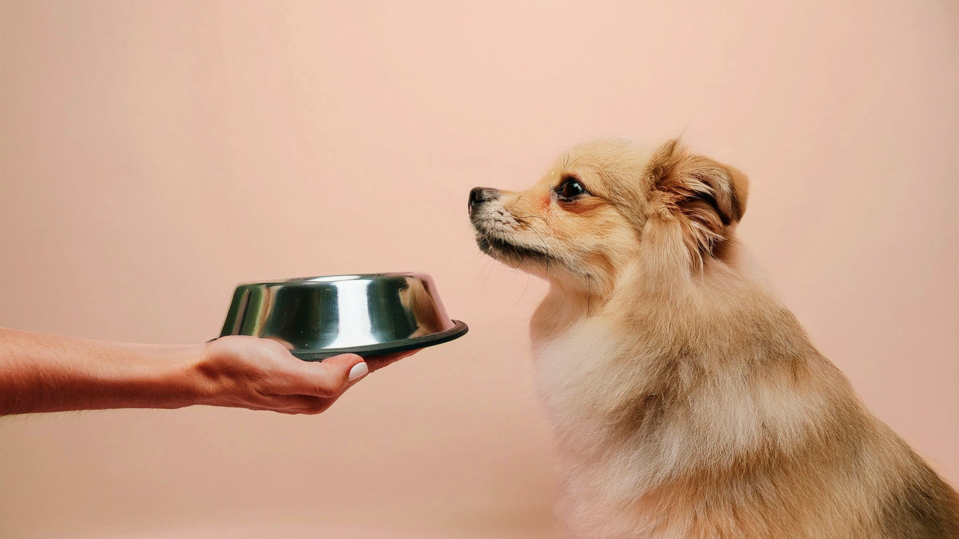 Natural remedies for dog upset stomach cheap