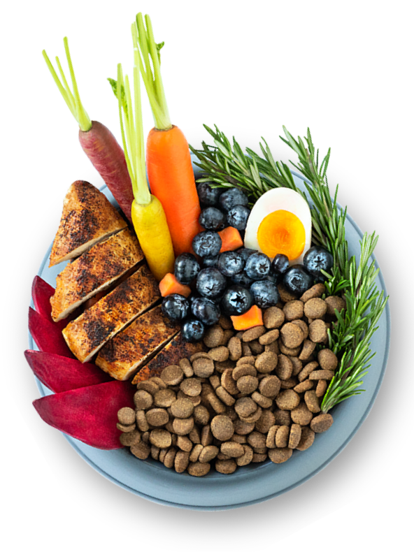Dinner plate with kibble, carrots, chicken, eggs, beetroot, blueberries and greenery