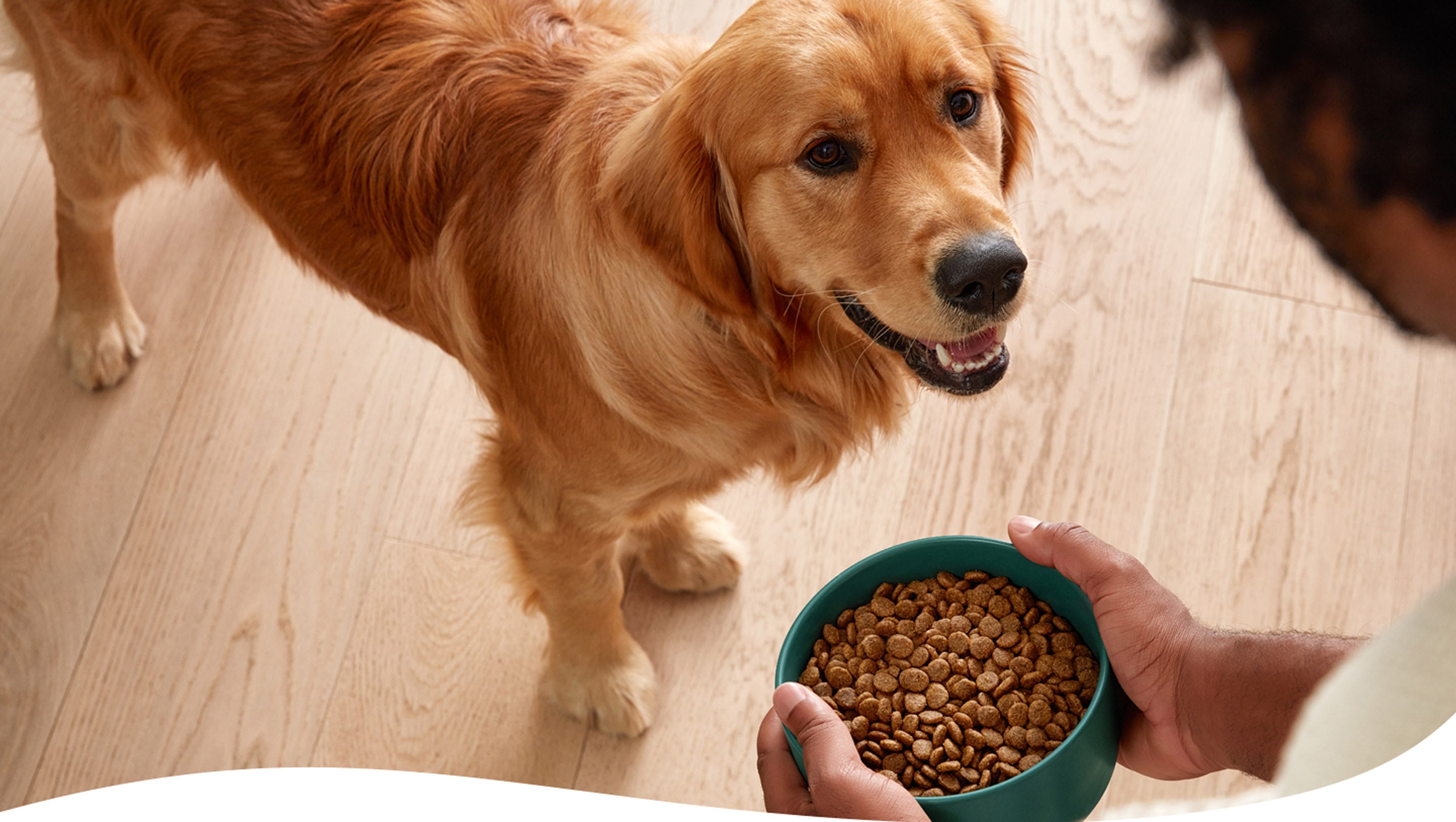 Point of view image of someone about to place a bowl of Jinx dry food in front of a golden retriever