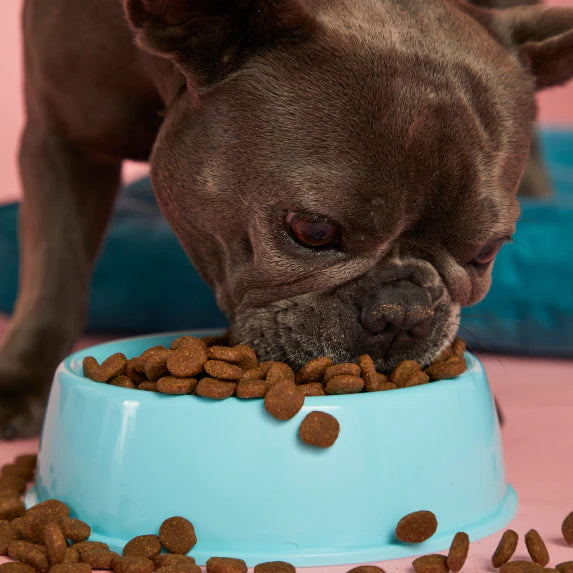 A small dog eating Jinx dog kibble out of a dog bowl