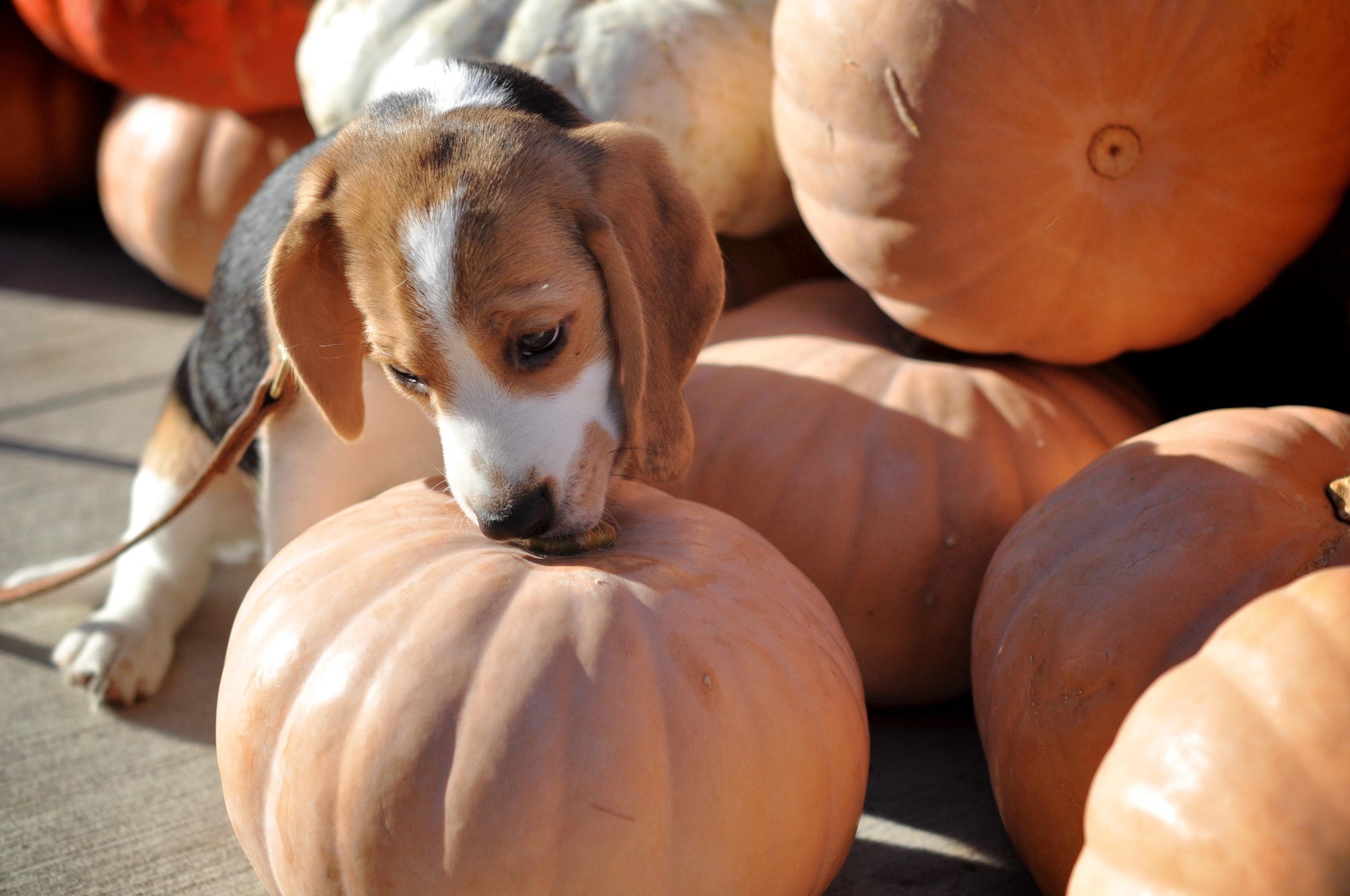 3 Superfoods to Give your Dog this Fall