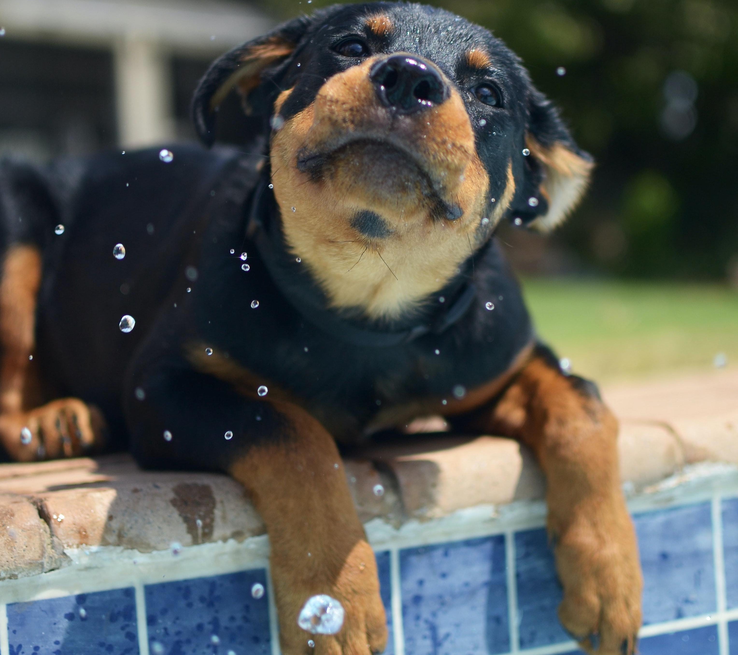 3 Ways to Cool Down a HOT Dog