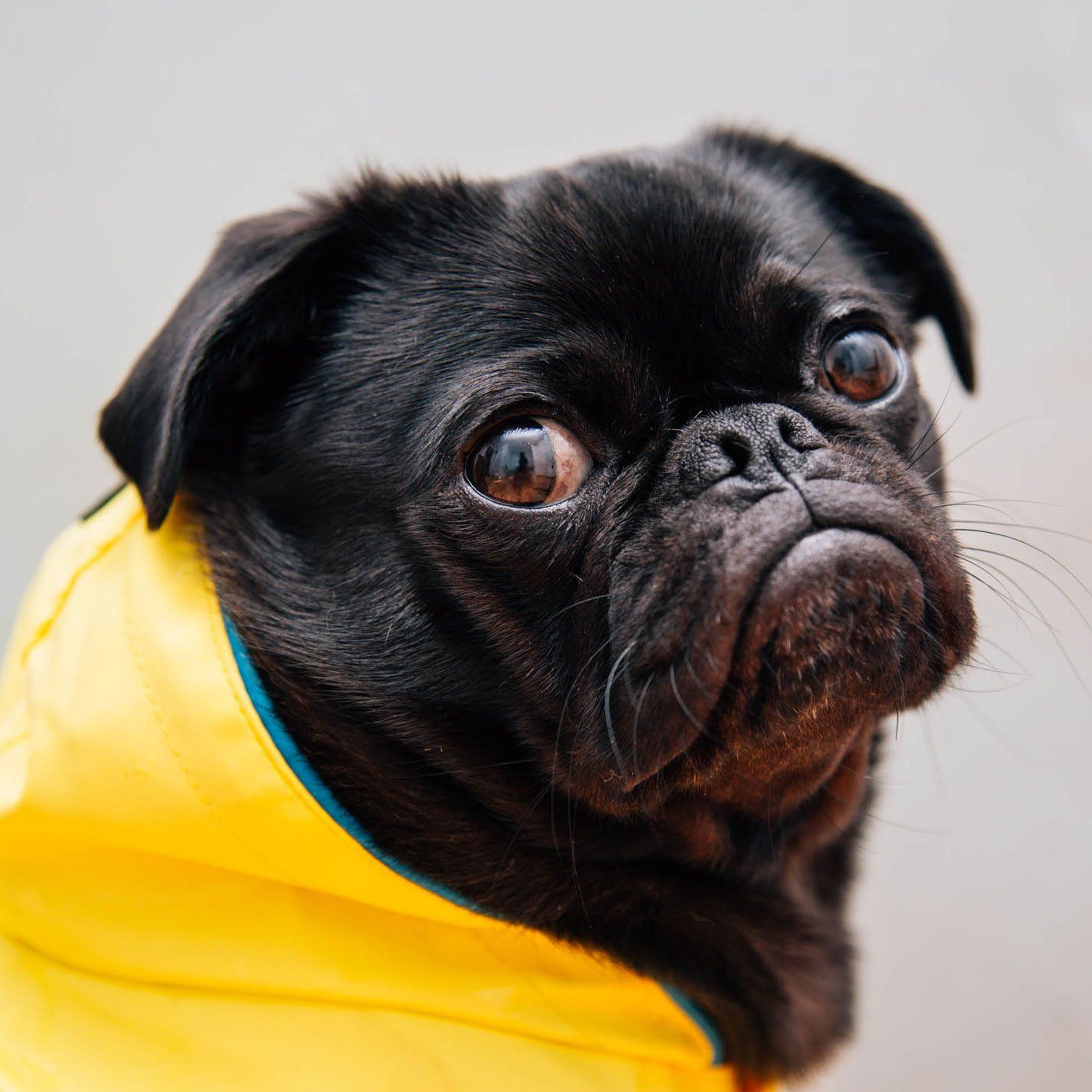 9 Ways You Can Tell if You Have a Modern Dog