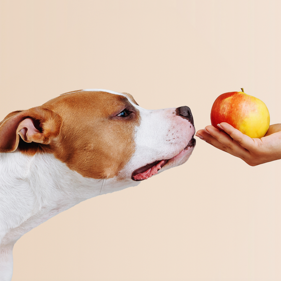 Can Dogs Have Apples Daily As A Healthy Alternative To Treats preview