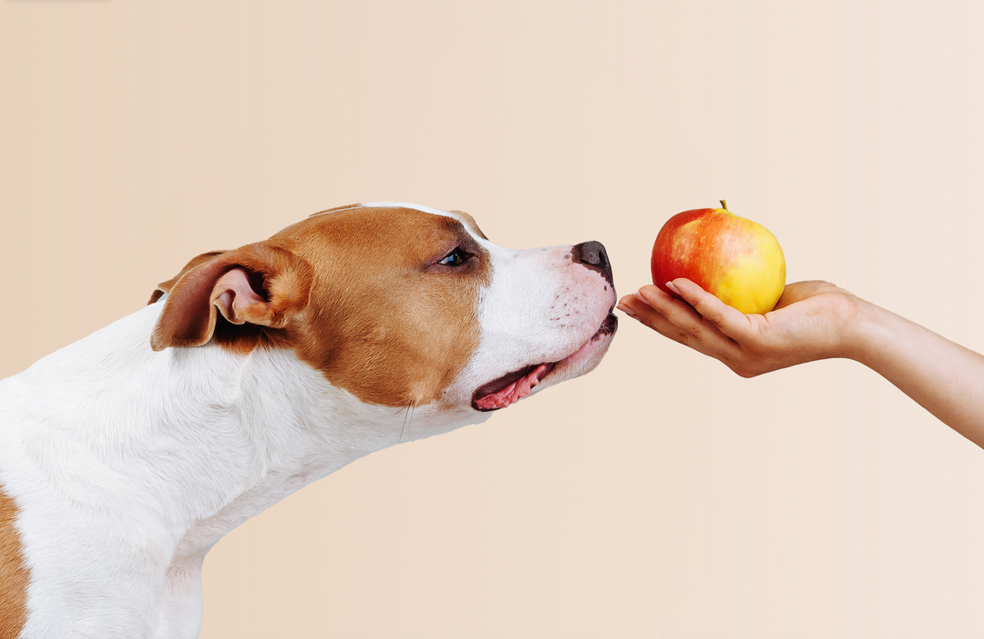 Illustration of What Happens If Dog Eats Apple