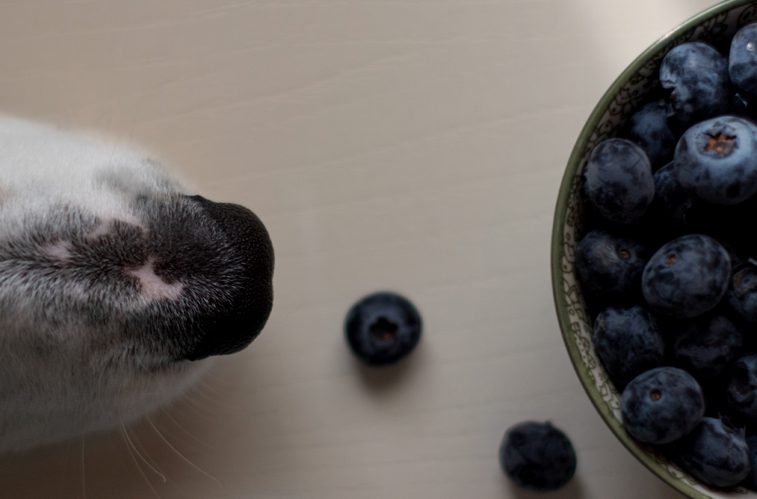 Illustration of Thyroid Support Dog Food With Blueberries