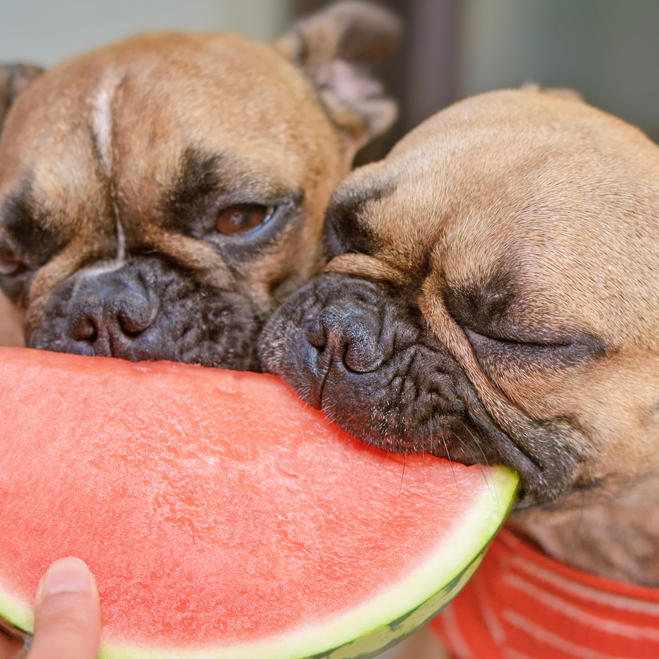 Dogs Eating Watermelon And Blueberries For Overall Health And Wellness photo