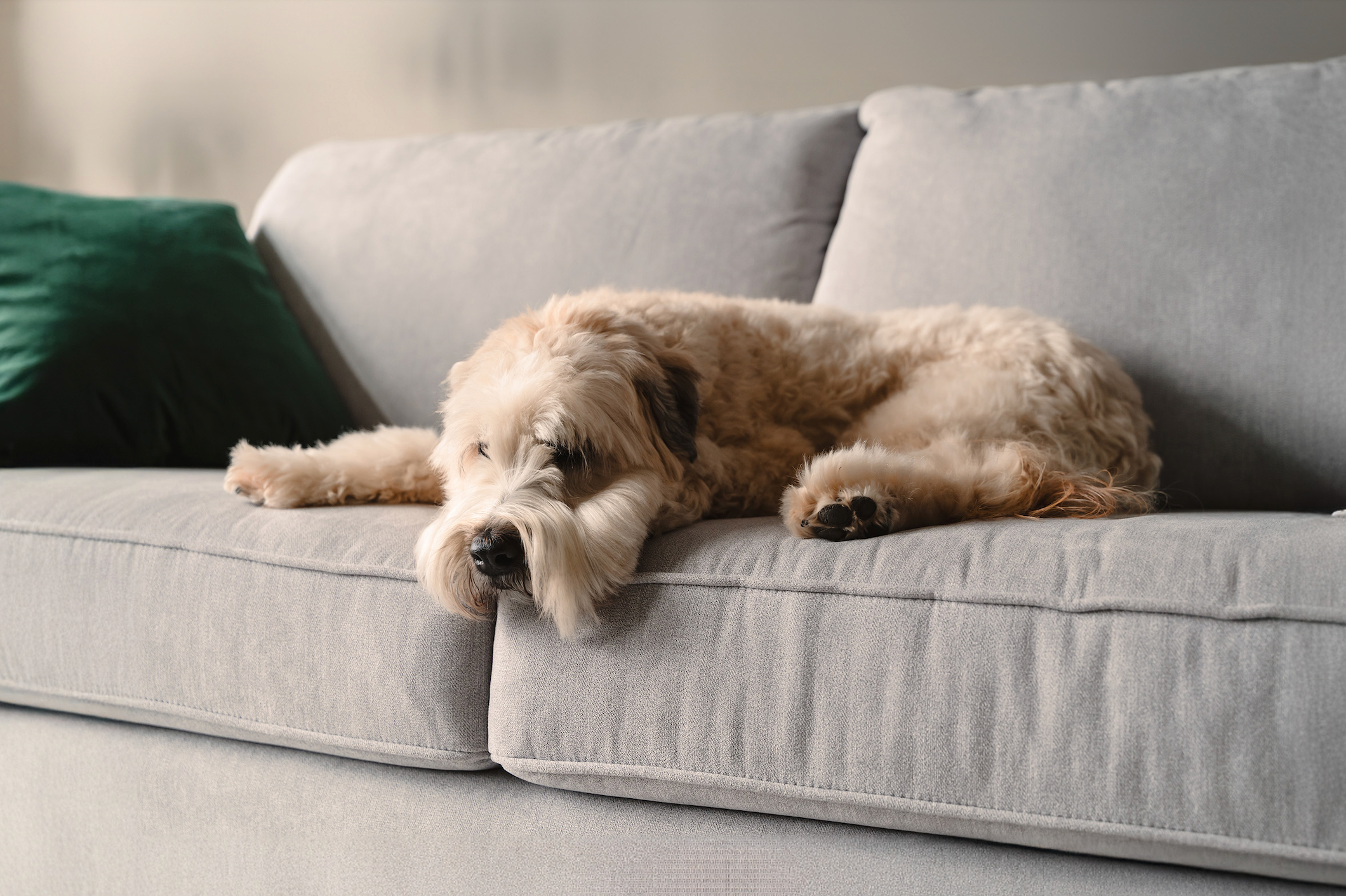 How Long Can A Dog Be Left Alone?