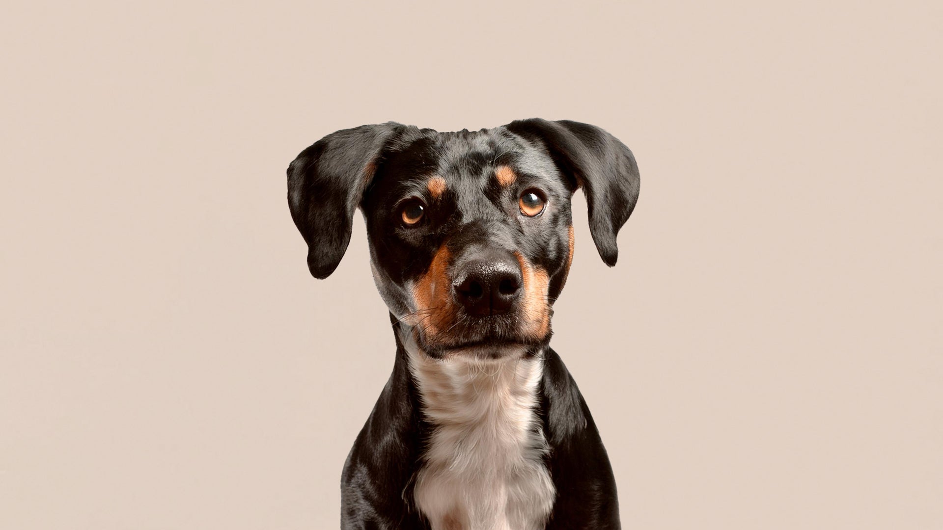 five-foods-to-feed-dogs-with-upset-stomachs-jinx