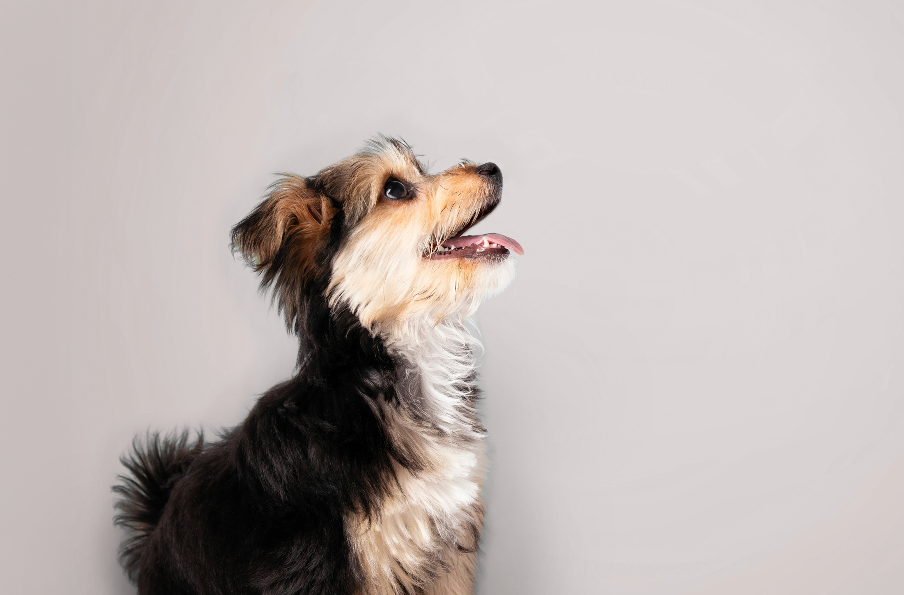 How Many Times A Day Should A Puppy Eat?