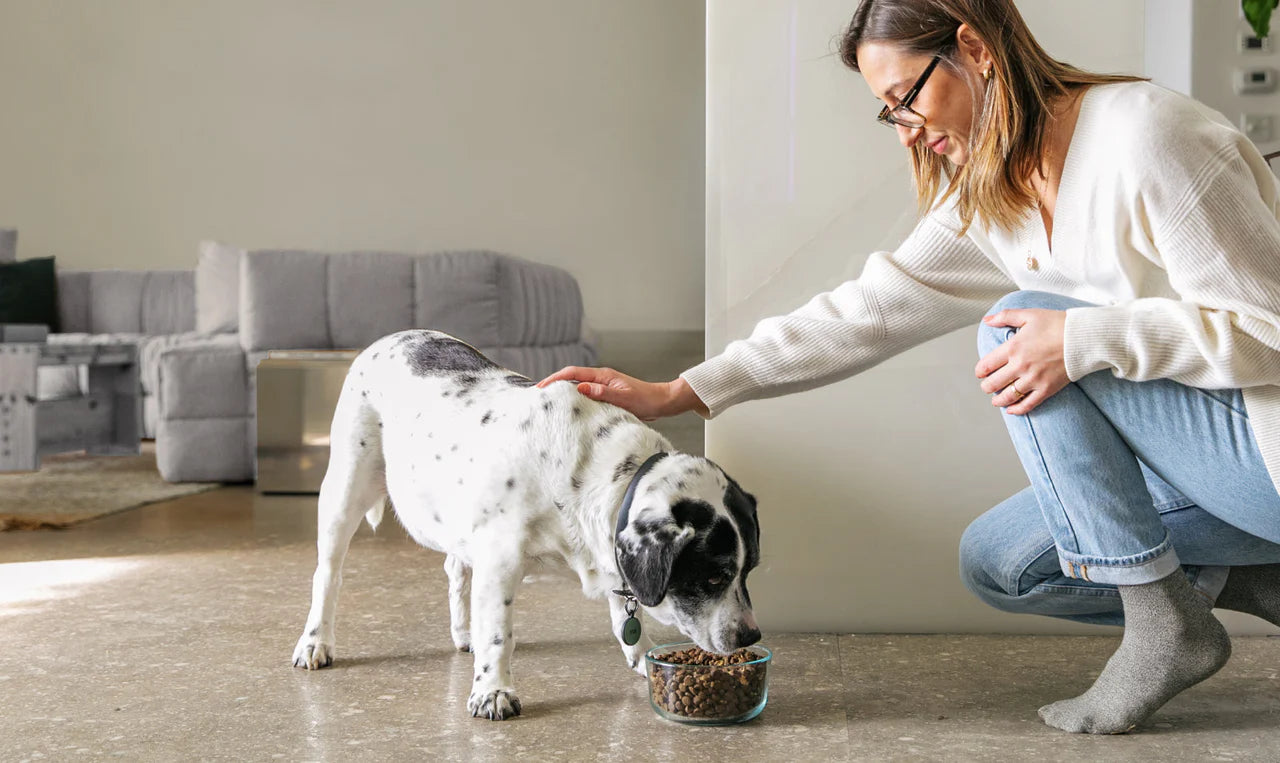 How Much Does It Cost To Adopt A Dog?