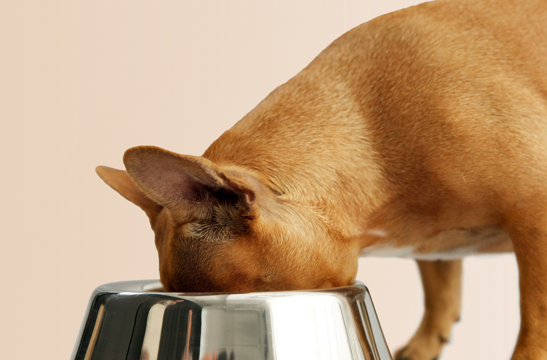 How Much Protein Do Dogs Need? – Jinx - How Much Protein Do Dogs Need After Burping