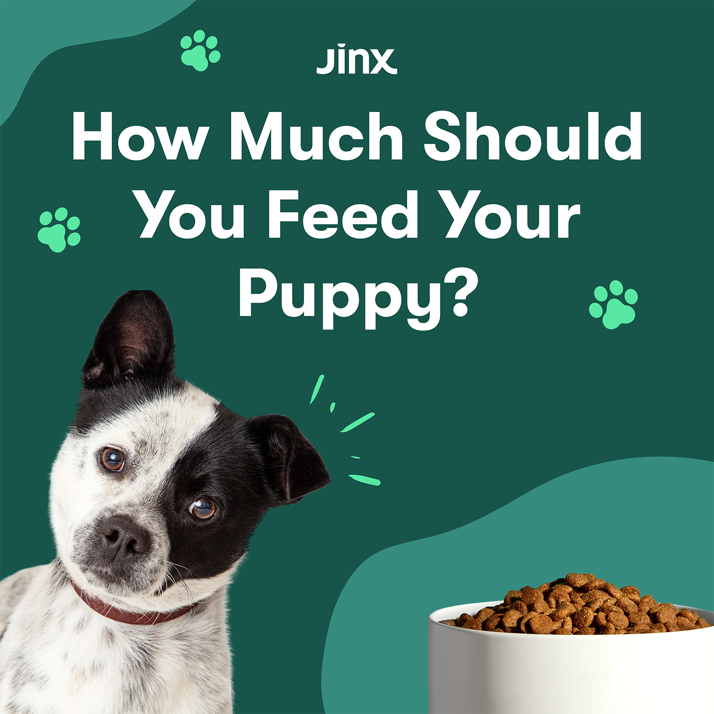 How Much Should You Feed Your Puppy