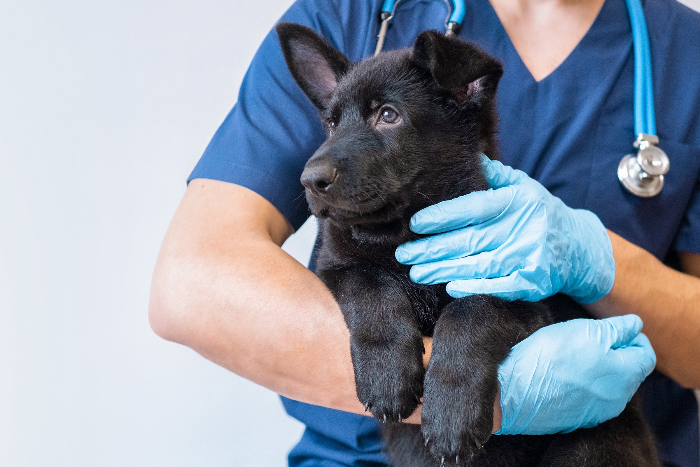 How To Get Rid of Fleas On Dogs