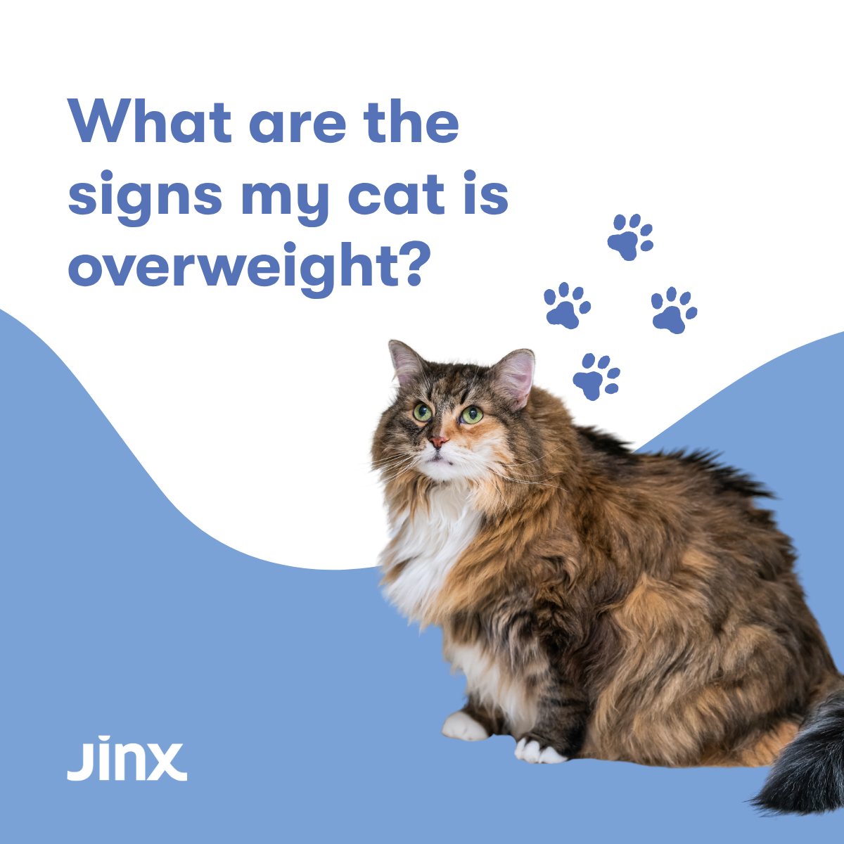 What Are the Signs My Cat Is Overweight?