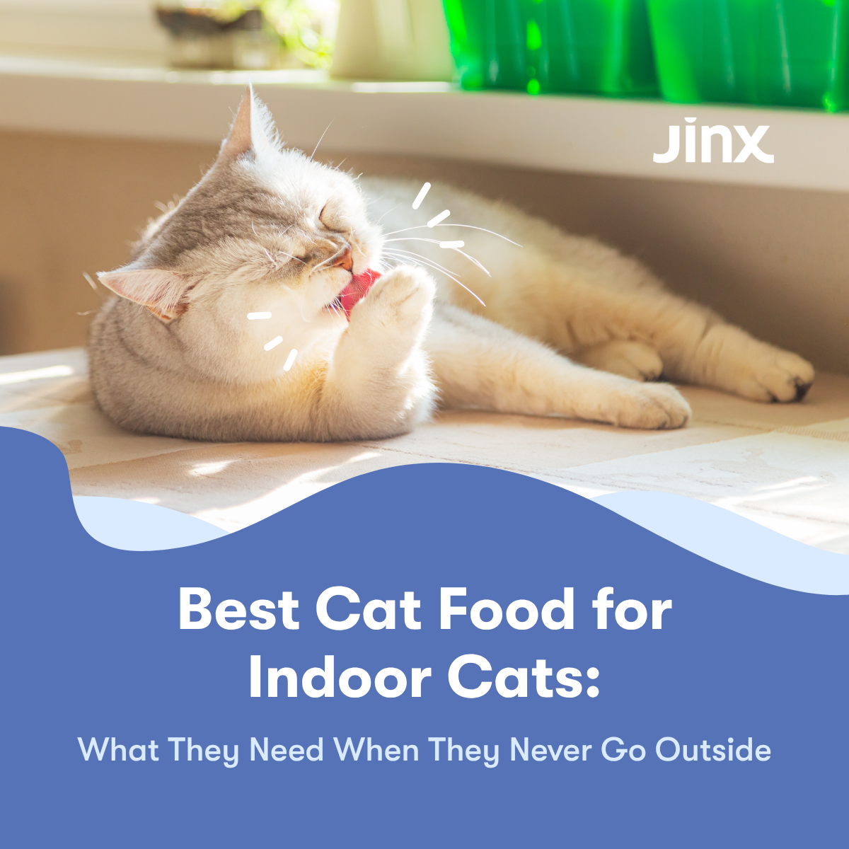 Best Cat Food for Indoor Cats: What They Need When They Never Go Outside
