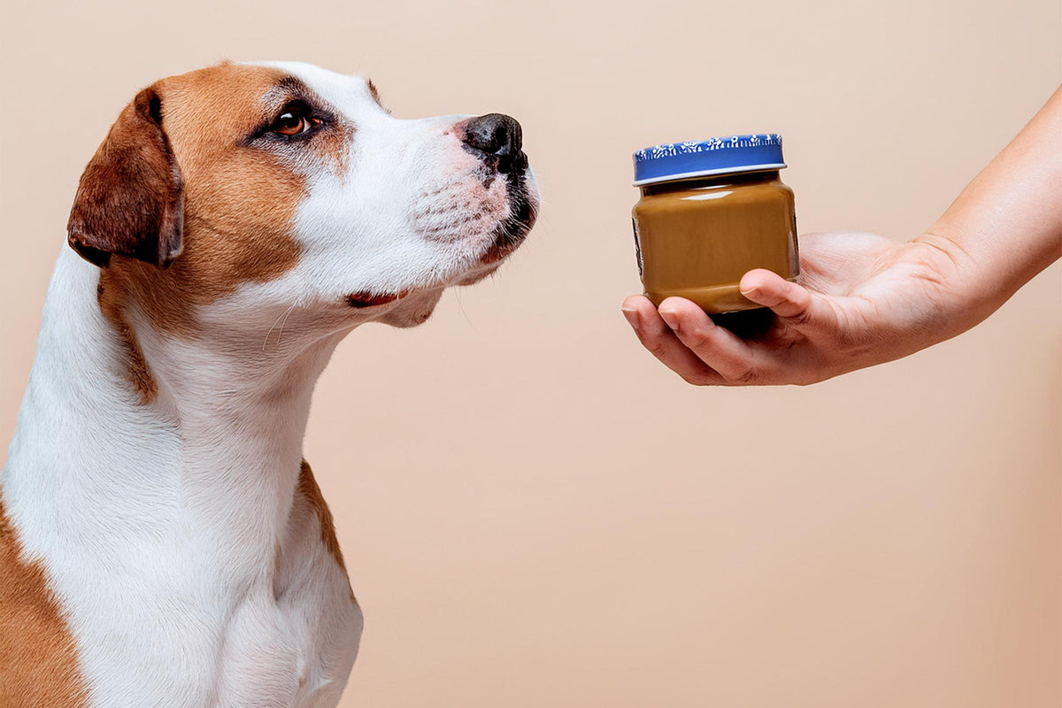 Can Dogs Eat Peanut Butter Jinx can-dogs-eat-peanut-butter-jinx