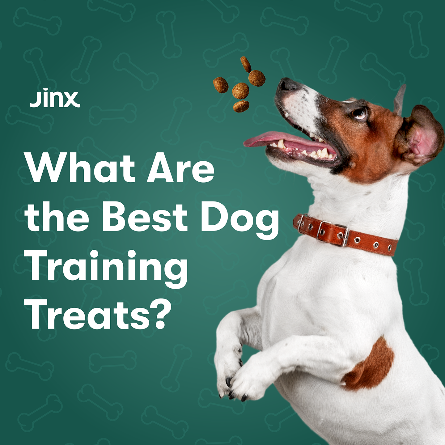 What Are the Best Dog Training Treats?