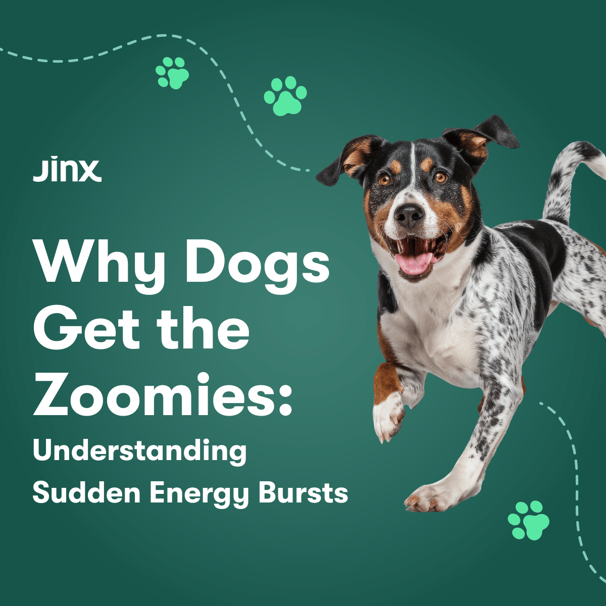 Why Dogs Get the Zoomies: Understanding Sudden Energy Bursts