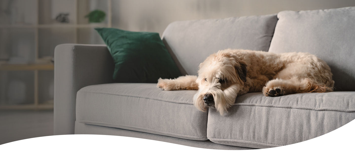 How to Calculate Dog Years into Human Years