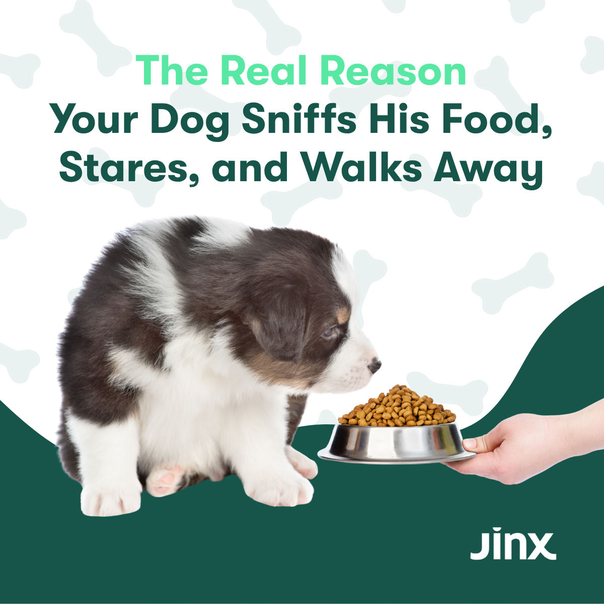 The Real Reason Your Dog Sniffs His Food, Stares, and Walks Away