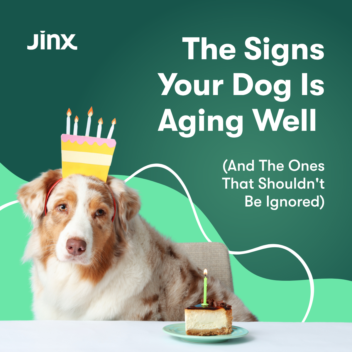 The Signs Your Dog Is Aging Well (and the Ones That Shouldn't Be Ignored)