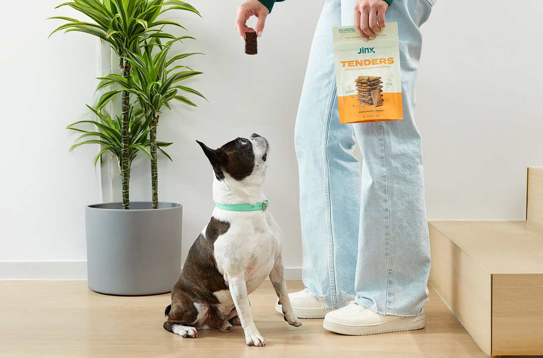 The Best Cat Food for Picky Eaters, According to a Vet