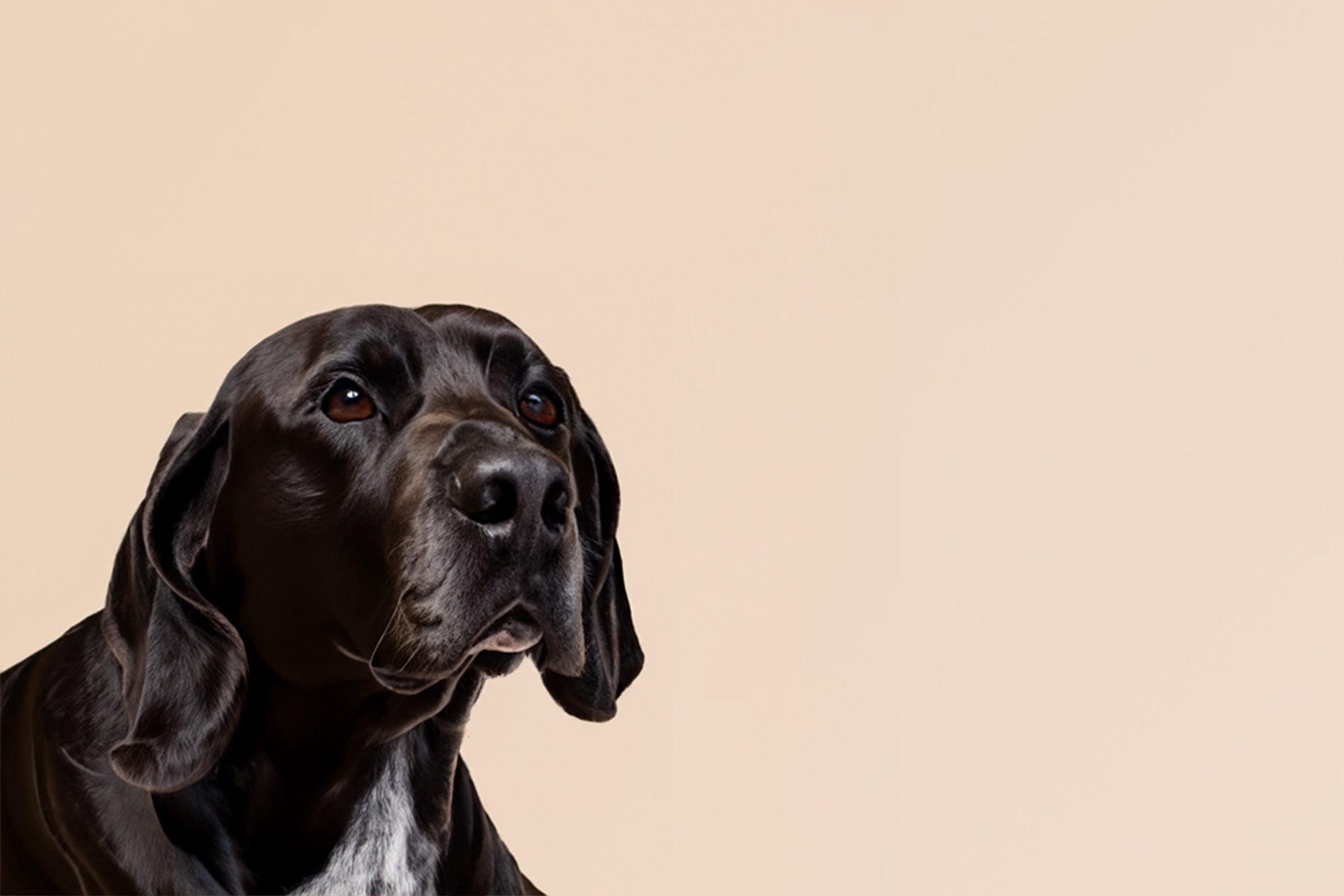 What Can I Give My Dog for Pain?
