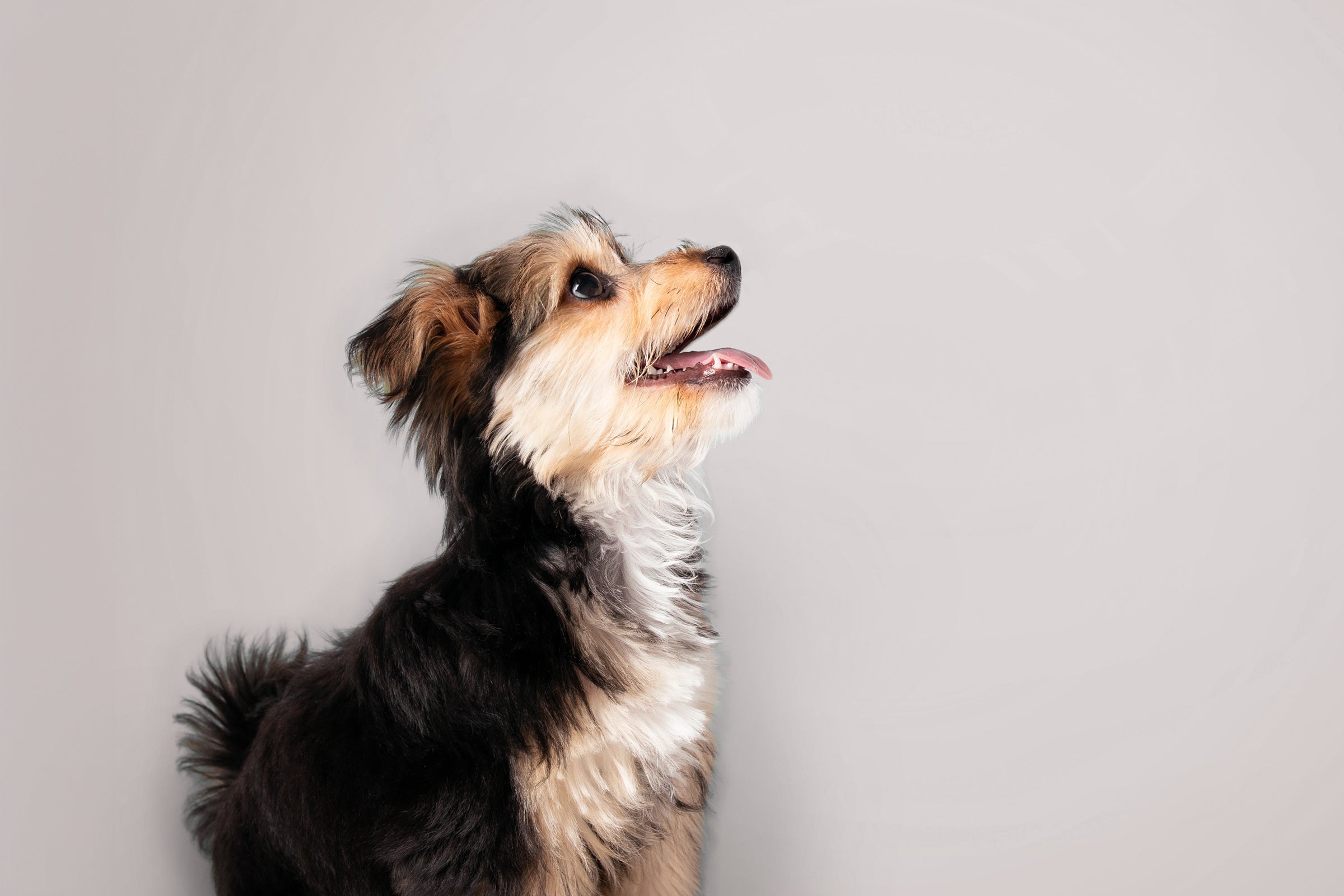 What Human Food Can Dogs Eat?