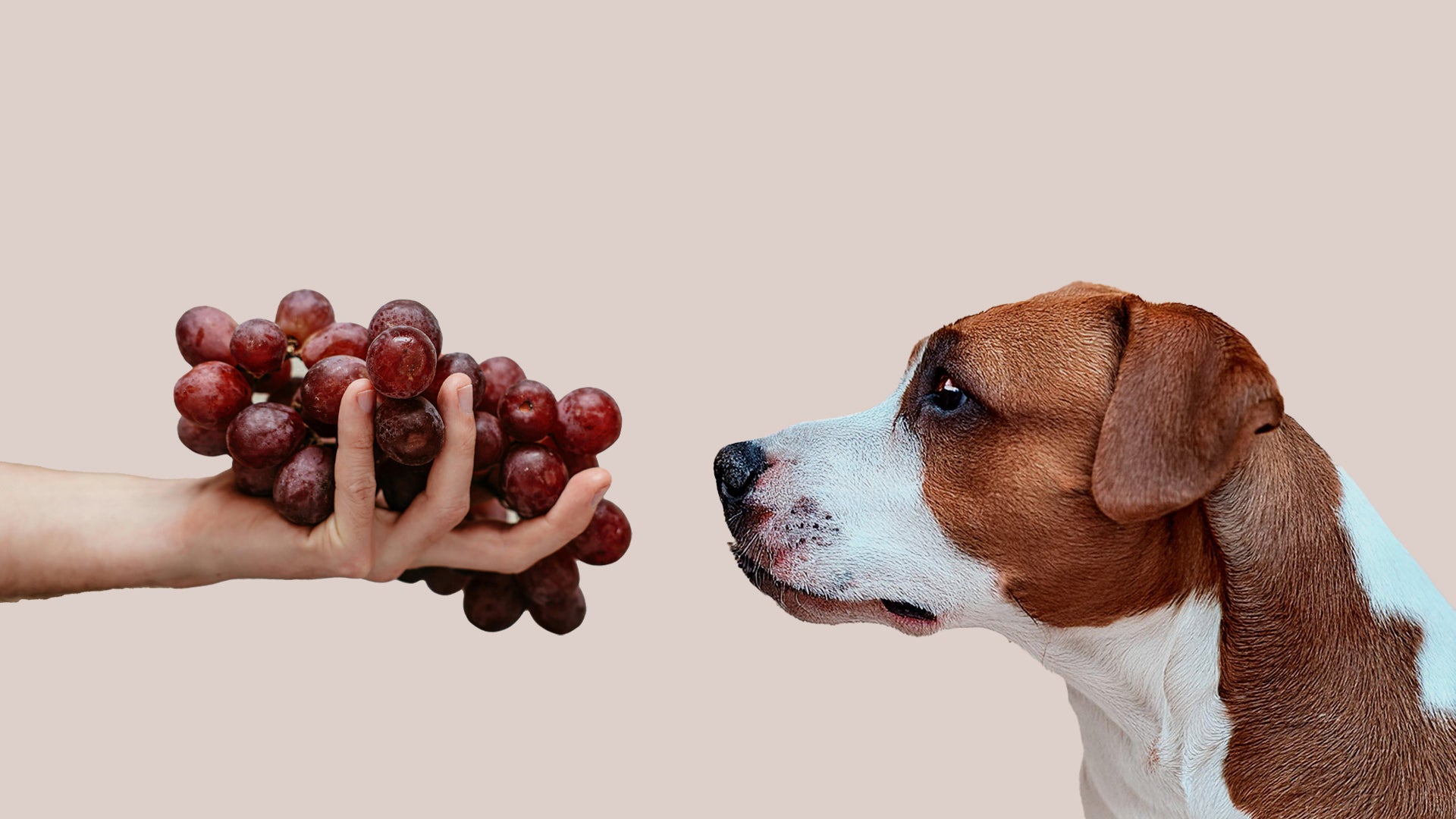 Why Dogs Can't Eat Grapes