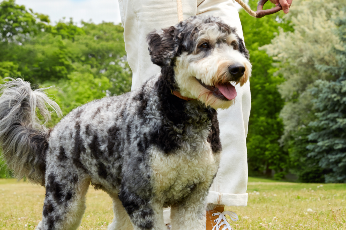 Dog Zoomies: Why They Get Hyper and Run In Circles