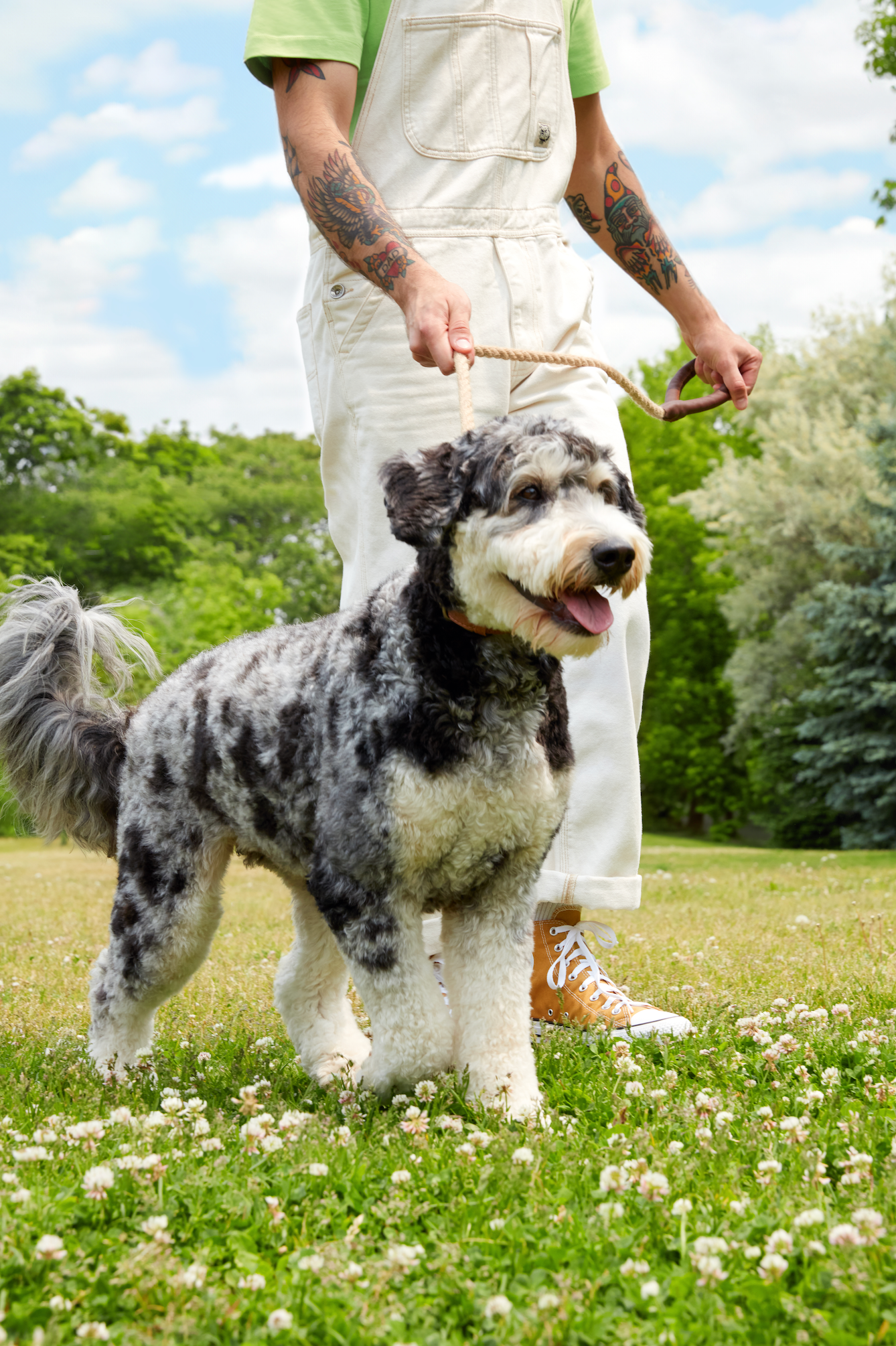 Dog Zoomies: Why They Get Hyper and Run In Circles