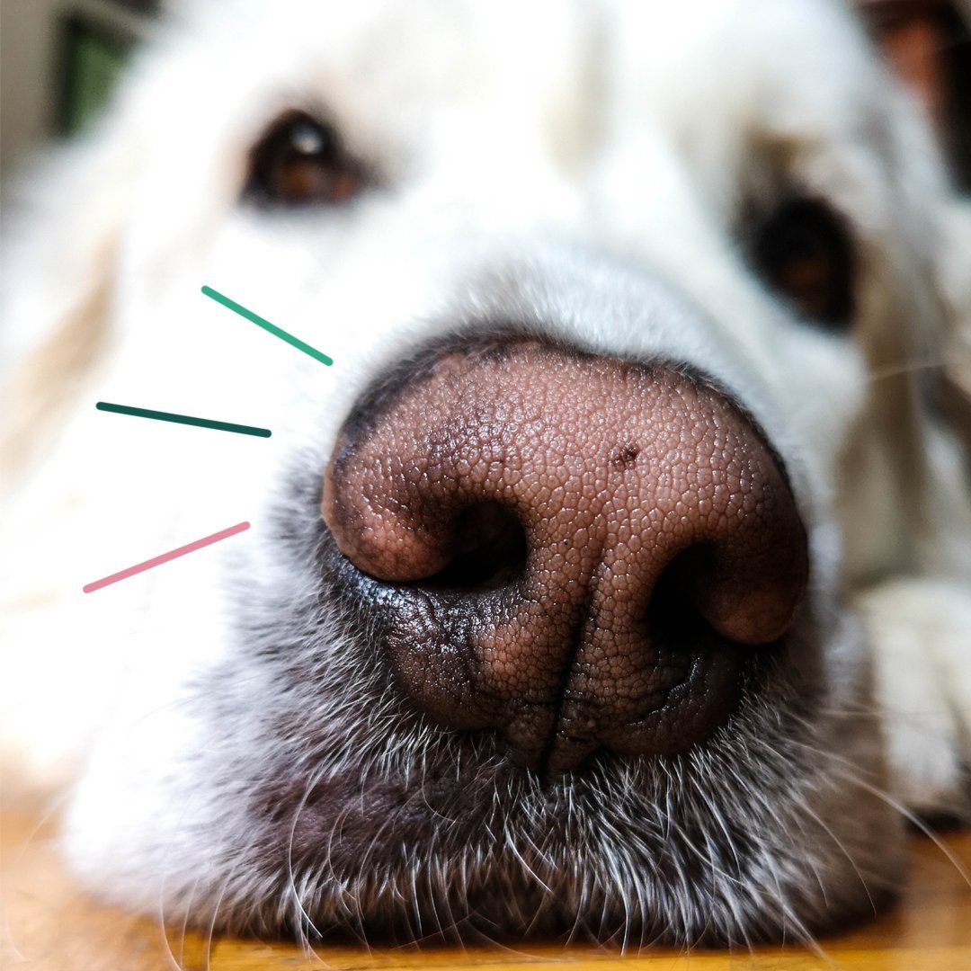 How Powerful Is Your Dog's Nose?