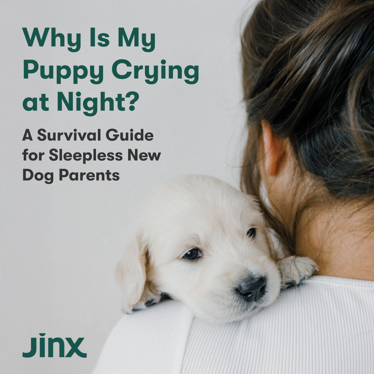 Why Is My Puppy Crying at Night? A Survival Guide for Sleepless New Dog Parents