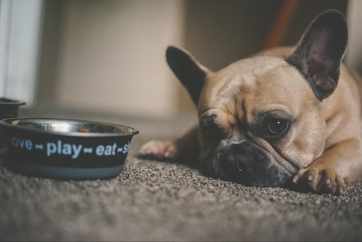 How to Get a Picky Dog to Eat: Food Tips That Work | Jinx