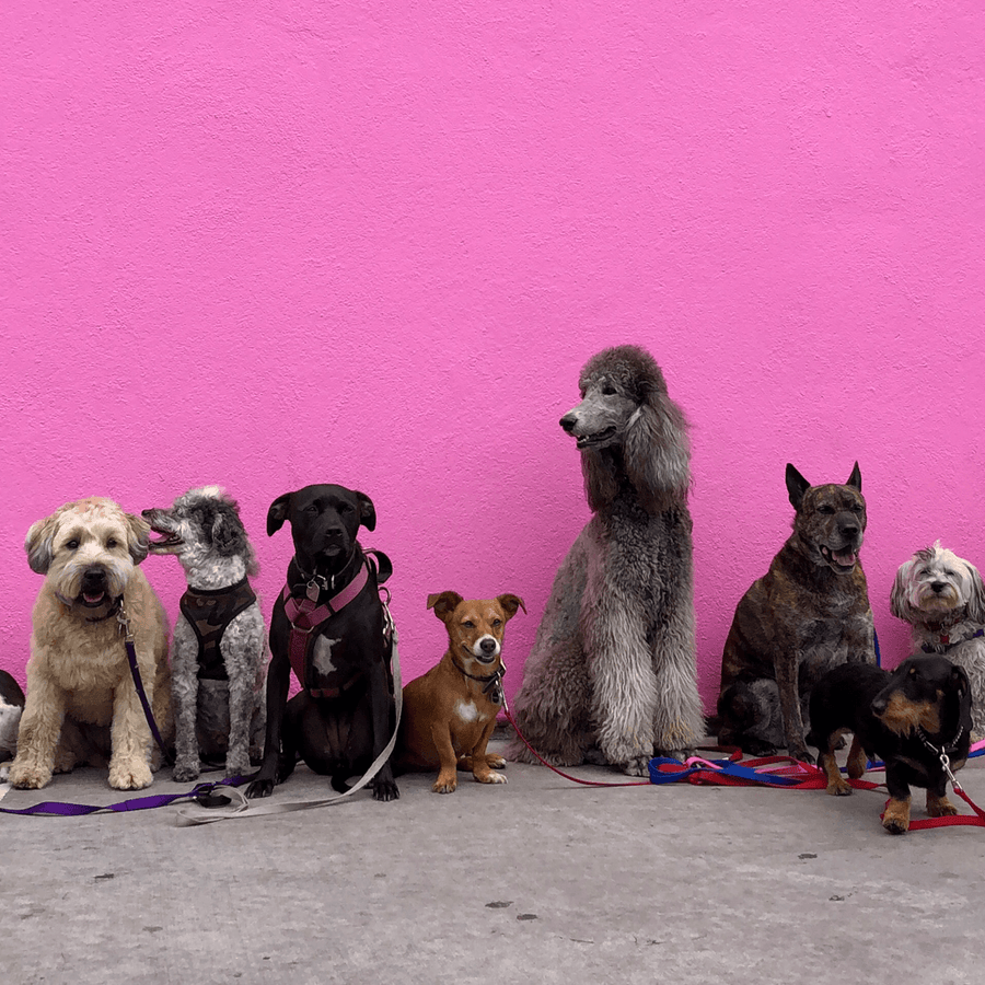 5 Most Dog Friendly Cities in the U.S. Jinx