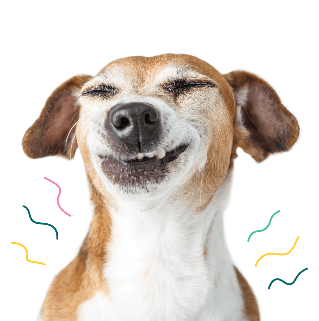 Why is My Dog Gassy and What Can I Do About It?
