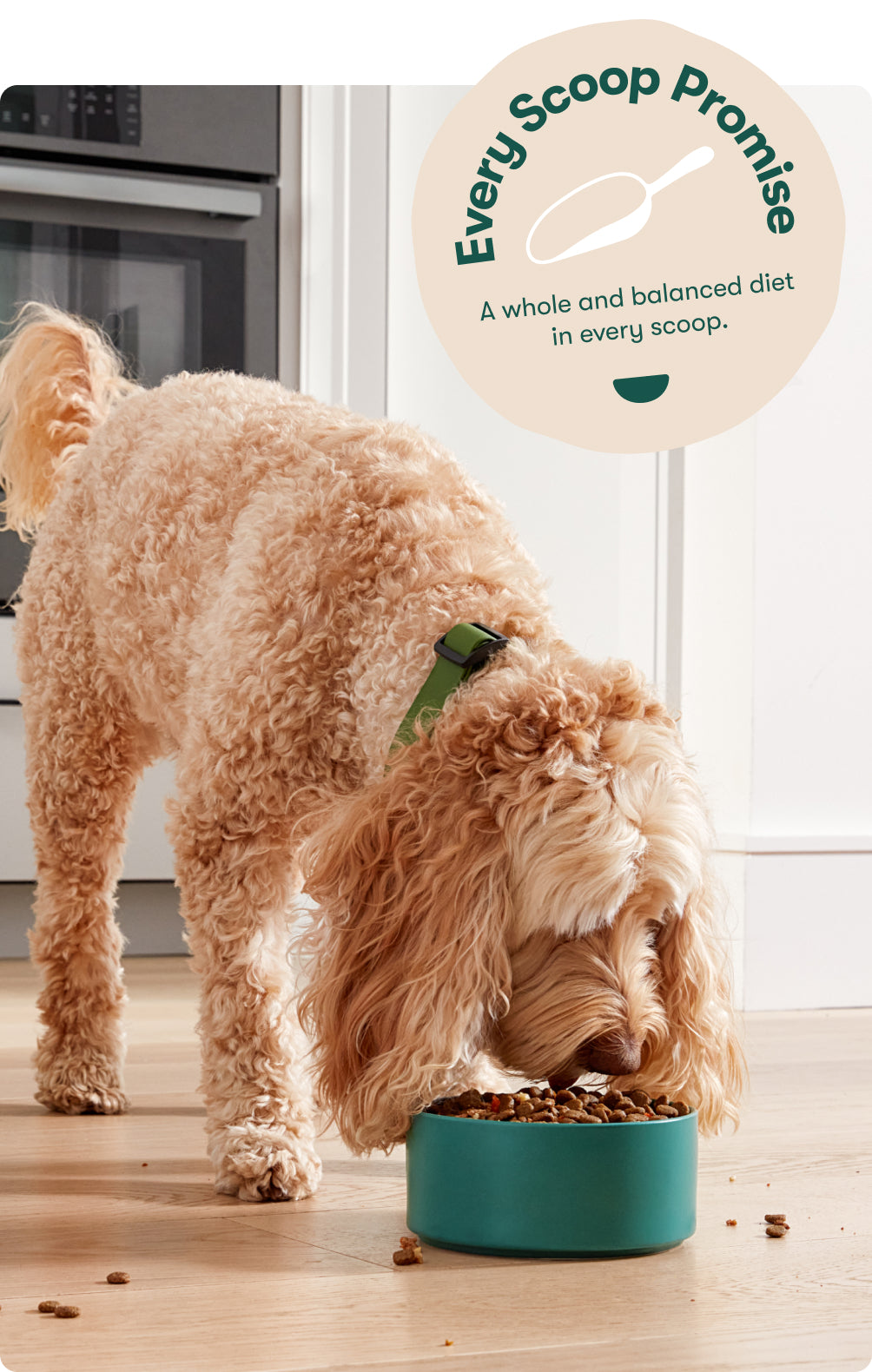 A dog eating from a green bowl with an "every scoop promise" badge overlayed on the image