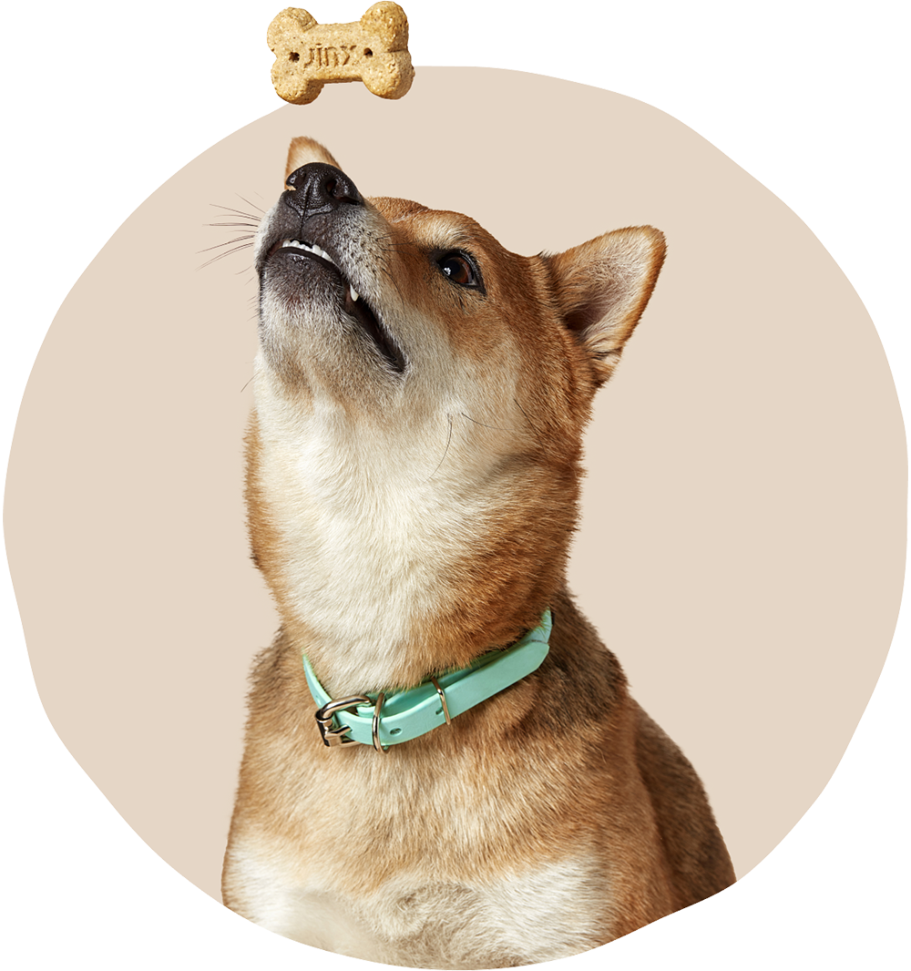 A shiba inu dog sitting and looking up at a floating Jinx bone broth biscuit treat