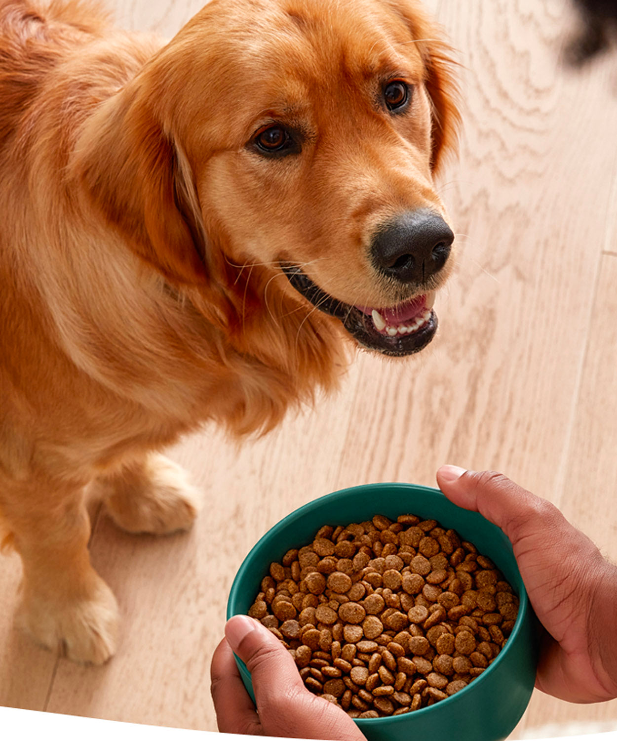Point of view image of someone about to place a bowl of Jinx dry food in front of a golden retriever