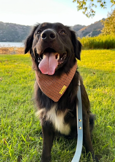 Happy black dog on the grass