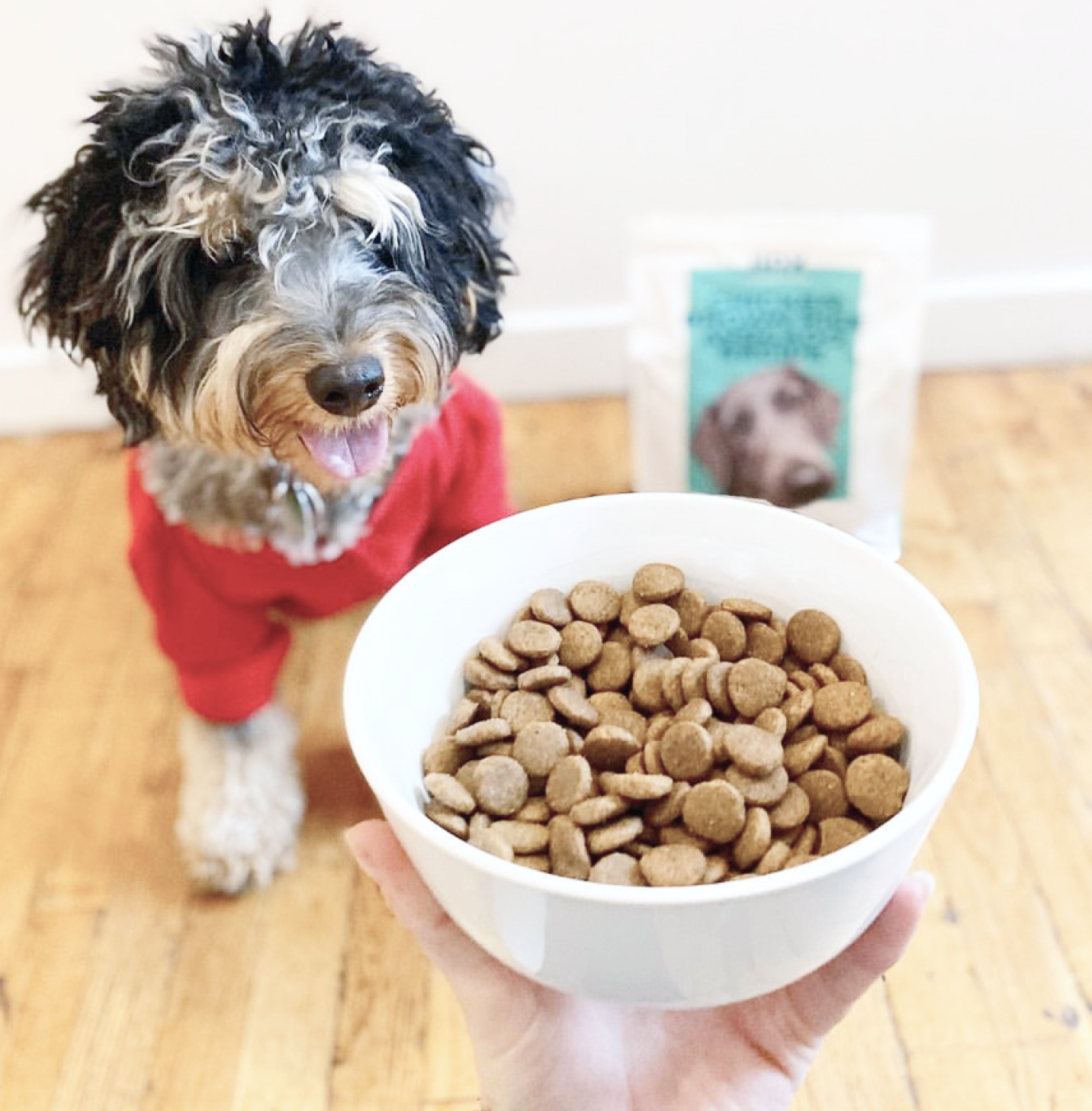 A small dog with its tongue out looking at a bowl full of Jinx dog kibble and a kibble bag next to it