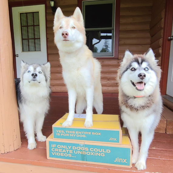 Three huskies in a row, with the middle one standing on top of two Jinx shipping boxes