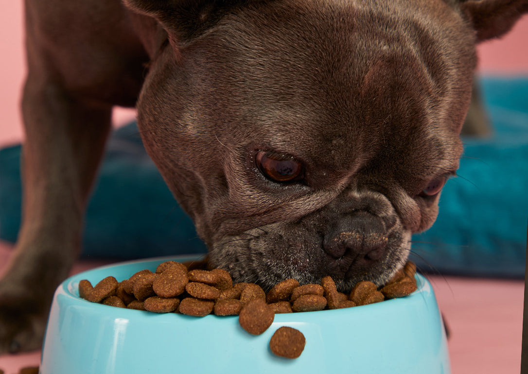 A small dog eating Jinx dog kibble out of a dog bowl